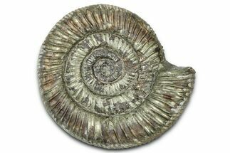 Jurassic Ammonite (Dactylioceras) Fossil - England #362475