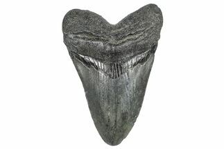 Fossil Megalodon Tooth - South Carolina #362479