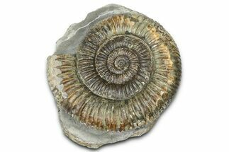 Jurassic Ammonite (Dactylioceras) Fossil - England #362488