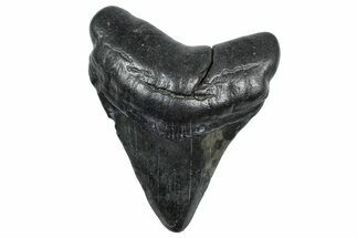 Fossil Megalodon Tooth - South Carolina #362494