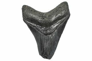 Serrated, Fossil Megalodon Tooth - South Carolina #362497