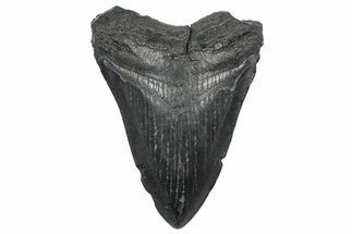 Fossil Megalodon Tooth - South Carolina #362507