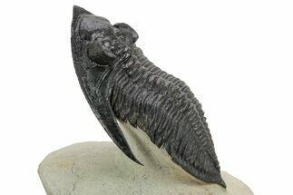 Fossil Zlichovaspis Trilobite - Atchana, Morocco #359149