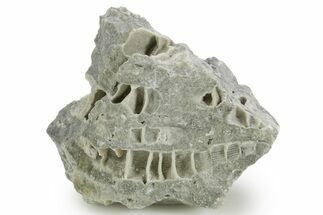 Silurian Dolostone w/ Sparkling Fossil Coral (Fletcheria) - Ohio #362622