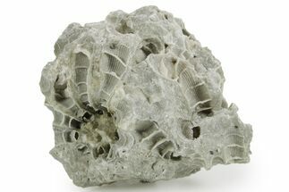 Silurian Dolostone w/ Sparkling Fossil Coral (Fletcheria) - Ohio #362623