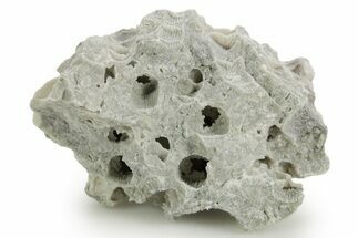 Silurian Dolostone w/ Sparkling Fossil Coral (Fletcheria) - Ohio #362629