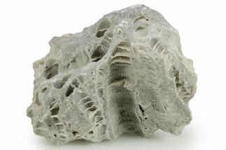Silurian Dolostone w/ Sparkling Fossil Coral (Fletcheria) - Ohio #362638