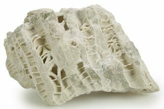 Silurian Dolostone w/ Sparkling Fossil Coral (Fletcheria) - Ohio #362640