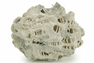 Silurian Dolostone w/ Sparkling Fossil Coral (Fletcheria) - Ohio #362643