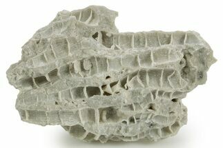 Silurian Dolostone w/ Sparkling Fossil Coral (Fletcheria) - Ohio #362660