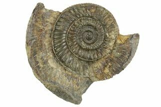 Jurassic Ammonite (Dactylioceras) Fossil - England #362492