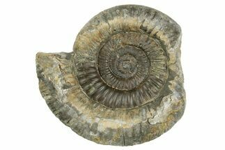 Jurassic Ammonite (Dactylioceras) Fossil - England #362505