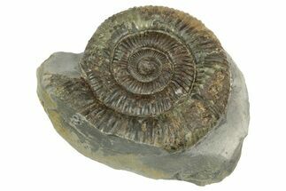 Jurassic Ammonite (Dactylioceras) Fossil - England #362508