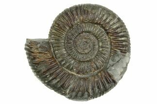 Jurassic Ammonite (Dactylioceras) Fossil - England #362511