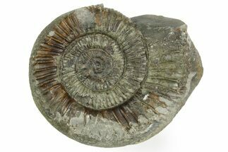 Jurassic Ammonite (Dactylioceras) Fossil - England #362512