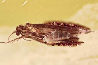 Detailed Fossil Caddisfly (Trichoptera) In Baltic Amber #362668