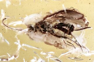 Detailed Fossil Ichneumon Wasp (Ichneumonidae) In Baltic Amber #362675