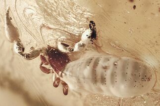 Giant, Detailed Fossil Pseudoscorpion in Baltic Amber #362678