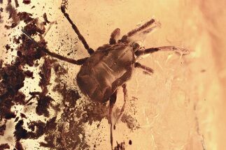 Fossil Long-Legged Velvet Mite (Erythraeoidea) In Baltic Amber #362718