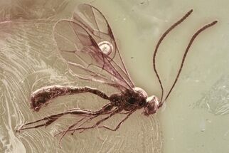 Detailed Fossil Ichneumon Wasp (Ichneumonidae) In Baltic Amber #362721