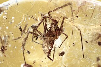 Detailed Fossil Spider, Fungus Gnat, and True Midges in Baltic Amber #362728