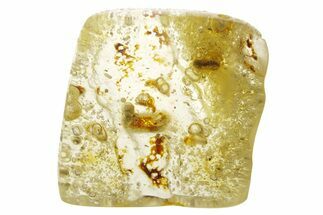Polished Colombian Copal ( g) - Contains Millipede & Termites #355426