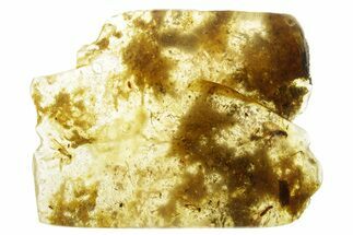 Polished Colombian Copal ( g) - Contains Spiders! #355430