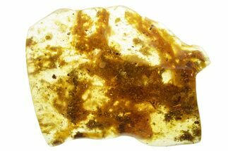 Polished Colombian Copal ( g) - Contains Flies! #355434