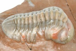 Cute Little Austerops Trilobite Fossil - Jorf, Morocco #362869