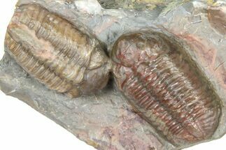 Two Austerops Trilobites - Jorf, Morocco #362874