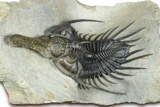 Spiny Psychopyge Trilobite - Huge For Species #362821