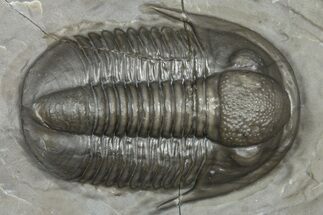 Colorful Proetid Trilobite - Jorf, Morocco #362847