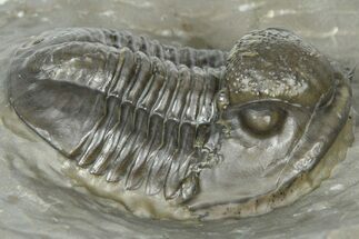Inflated Proetid Trilobite - Jorf, Morocco #362852
