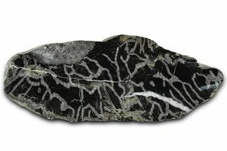 Polished Ordovician Fossil Chain Coral (Halysites) - Russia #362929