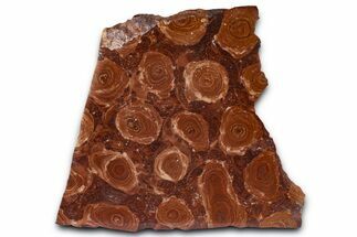 Polished Stromatolite (Jurusania) From Russia - Million Years #362943