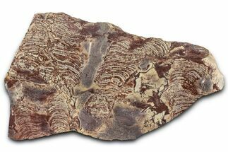 Polished Stromatolite From Russia - Million Years #362944