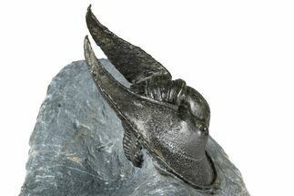 Enrolled Scotoharpes Trilobite - Boudib, Morocco #363012