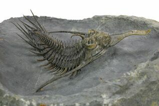 Premium Specimens For Sale