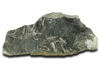 Polished Neoproterozoic Stromatolite (Minjaria) Slab - Russia #363048