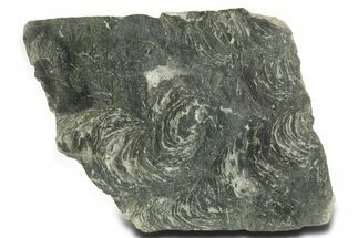 Polished Neoproterozoic Stromatolite (Minjaria) Slab - Russia #363050