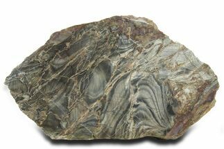 Polished Cambrian Stromatolite Fossil - Czech Republic #363067
