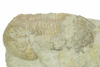 Bargain, Illaenus Dalmani Trilobite Fossil - Russia #363085