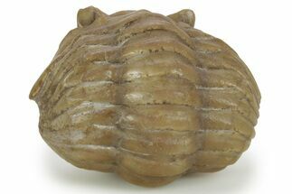 Bargain, Enrolled Asaphus Sulevi Trilobite - Russia #363091