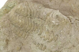Bargain, Long Pliomera Fischeri Trilobite - Russia #363100