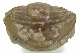 Bargain, Enrolled Subasaphus Laticaudatus Trilobite - Russia #363102