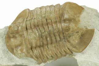 Bargain, Asaphus Kotlukovi Trilobite Fossil - Russia #363113
