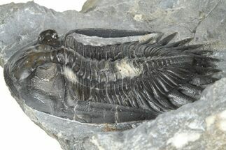 Mrakibina Trilobite - Mrakib, Morocco #363110