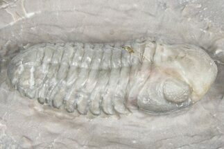 Prone Austerops Trilobite Fossil - Jorf, Morocco #363125