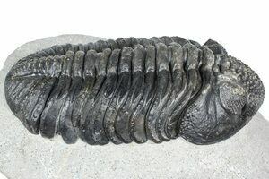 Top Quality Drotops Megalomanicus - 5.6