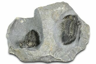 Double Coltraneia Trilobite Fossil - Huge Faceted Eyes #363238